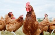 دجاج بريطانيا ملوث ببكتيريا سامة 