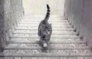بالفيديو.. صورة محيّرة لقط ينزل الدرج أو يصعده