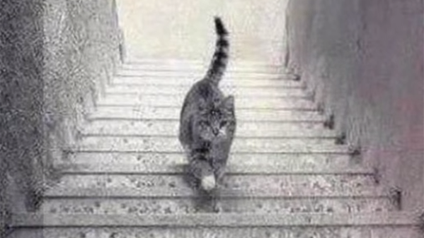 بالفيديو.. صورة محيّرة لقط ينزل الدرج أو يصعده