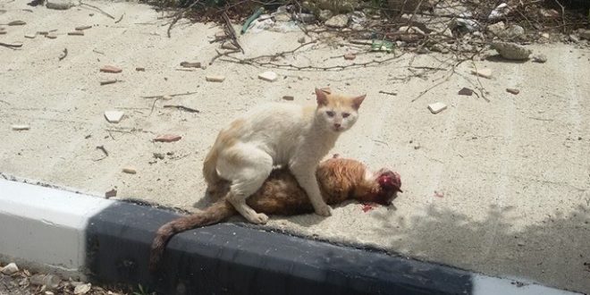 بالصور.. قطّ يبكي على فراق صديقه بفلسطين