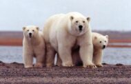 الدب القطبي يواجه خطرا مع ذوبان الغطاء الجليدي