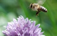 عالجوا أمراض التنفس بتنشّق هواء النحل