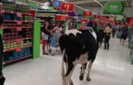 مزارعون بريطانيون يقتحمون مراكز التسوّق مع أبقارهم
