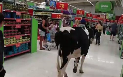 مزارعون بريطانيون يقتحمون مراكز التسوّق مع أبقارهم