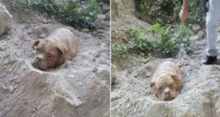 السجن سنتين لشاب دفن كلبه حيّا في فرنسا