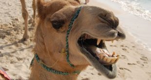 جمل يغضب من صاحبه ويقتله لانه