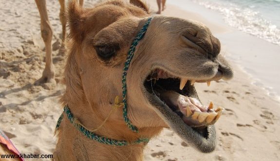 جمل يغضب من صاحبه ويقتله لانه