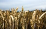 مصر تشتري من روسيا 180 الف طن من القمح