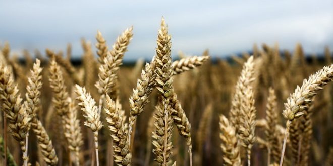 مصر تشتري من روسيا 180 الف طن من القمح