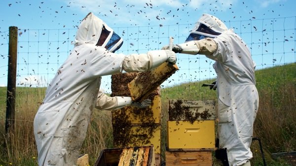 زيكا يقتل 3 ملايين نحلة دفعة واحدة