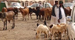 السودان تعاني غلاء الاضاحي رغم امتلاكها 100 مليون رأس ماشية