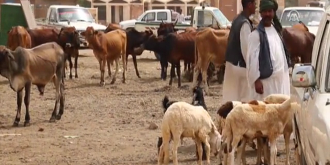 السودان تعاني غلاء الاضاحي رغم امتلاكها 100 مليون رأس ماشية
