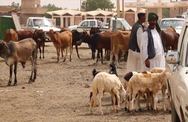 السودان تعاني غلاء الاضاحي رغم امتلاكها 100 مليون رأس ماشية