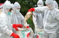 انتشار إنفلونزا الطيور في ايران