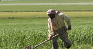 الحكومة السورية ترفع أسعار القمح لتعويض المزارعين
