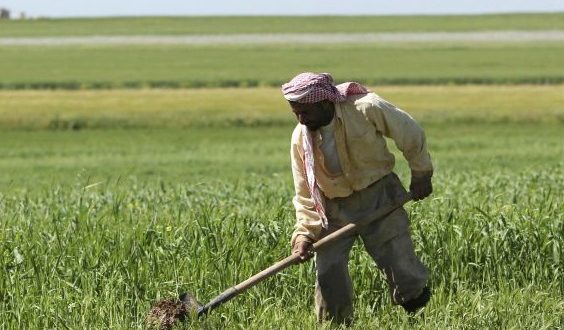 الحكومة السورية ترفع أسعار القمح لتعويض المزارعين