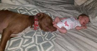 infant killed after being left with 3 pitbull dogs