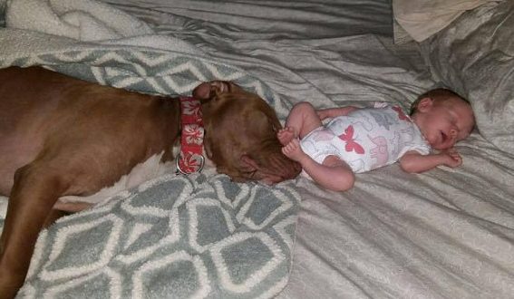 infant killed after being left with 3 pitbull dogs