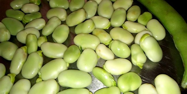 فوائد الفول الاخضر