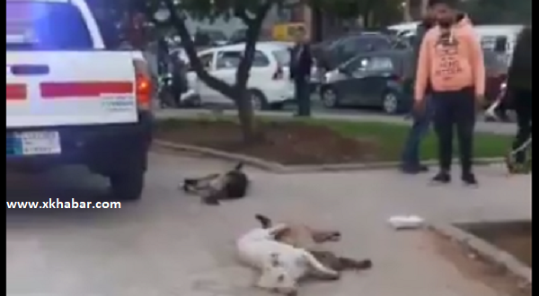 Ghobeiry Municipality poisoning dogs