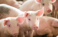 احذروا اكل لحوم الخنازير المصابة بالحمى الافريقية