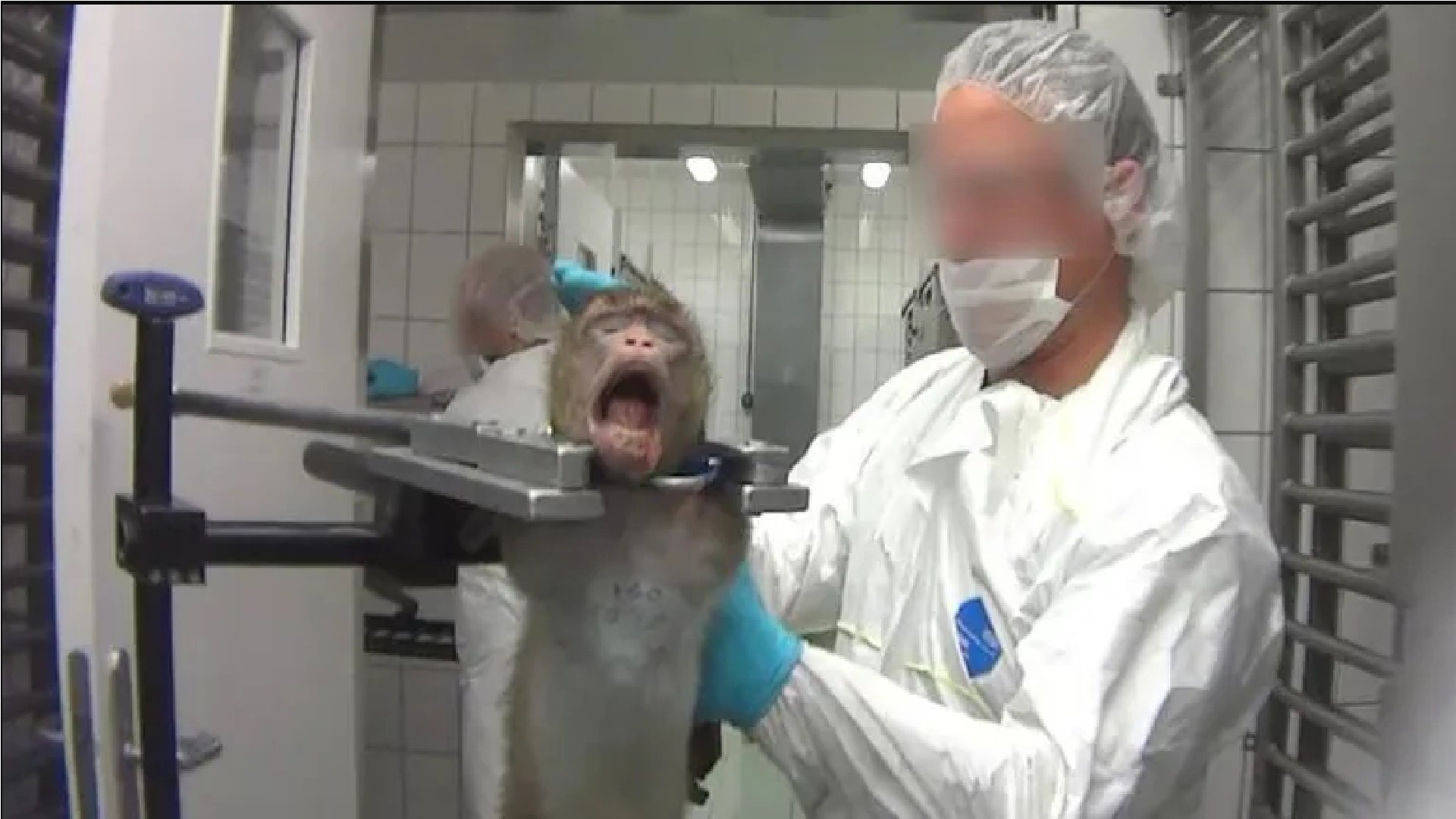 بالفيديو: شاهدوا المعاملة الوحشية للحيوانات في المختبرات العلمية
