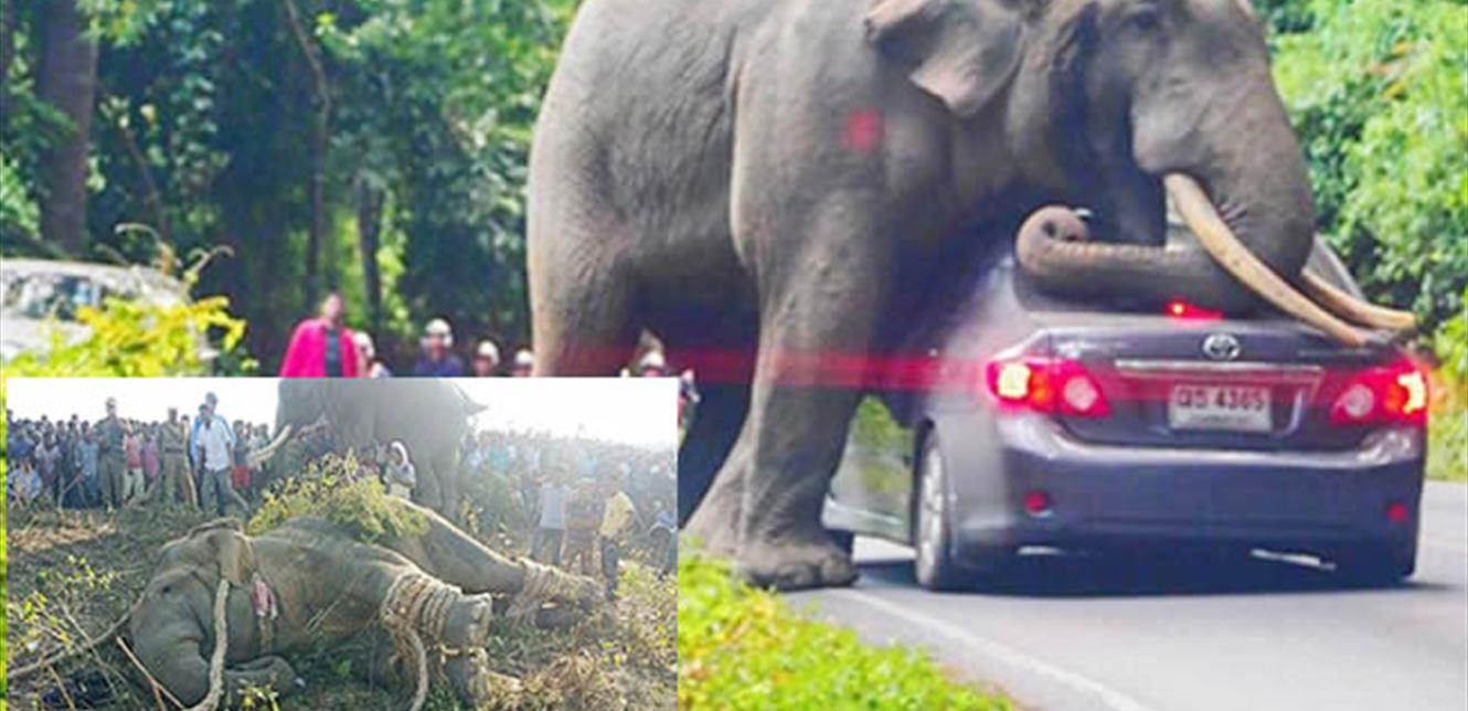 القبض على فيل هائج بعدما قتل 5 أشخاص
