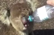 حيوان كوالا نجا من حرائق استراليا يشرب بنهم.. فيديو